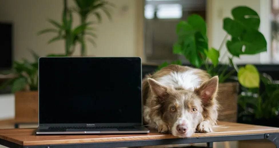 laptopdog2